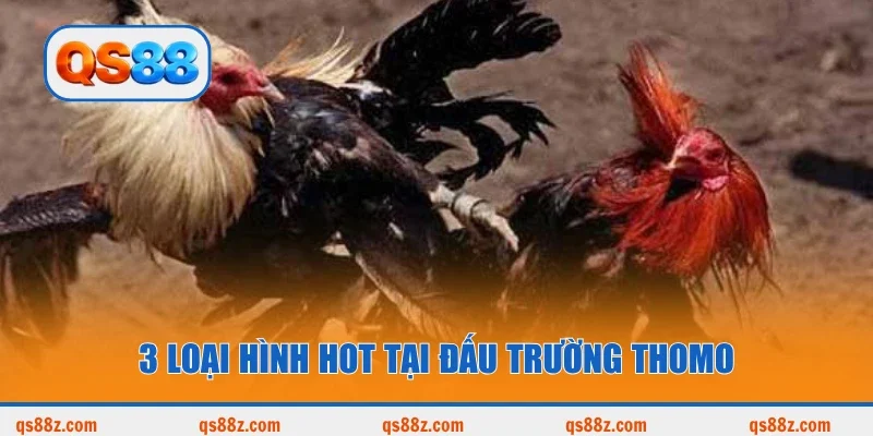 3 loại hình hot tại đấu trường Thomo
