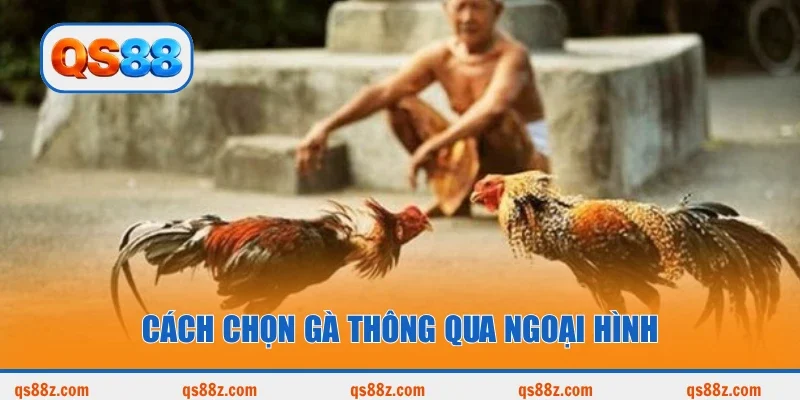 Cách chọn gà thông qua ngoại hình
