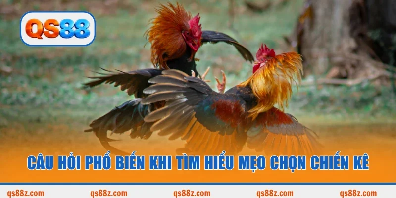 Câu hỏi phổ biến khi tìm hiểu mẹo chọn chiến kê