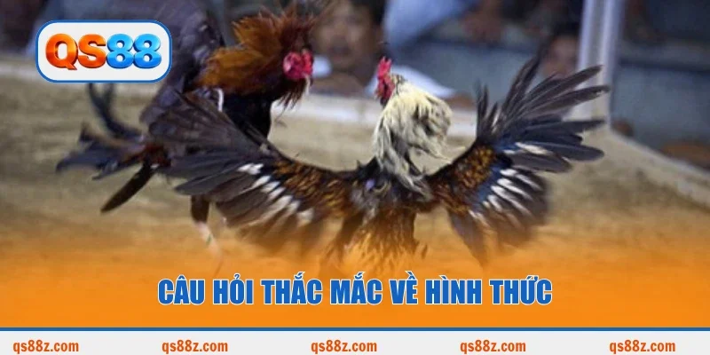 Câu hỏi thắc mắc về hình thức