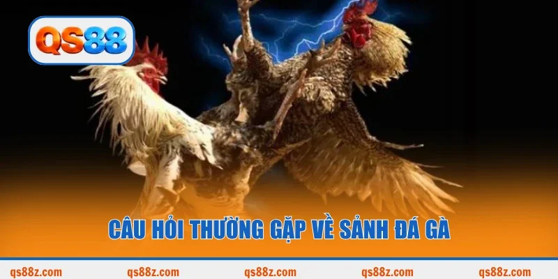 Câu hỏi thường gặp về sảnh đá gà