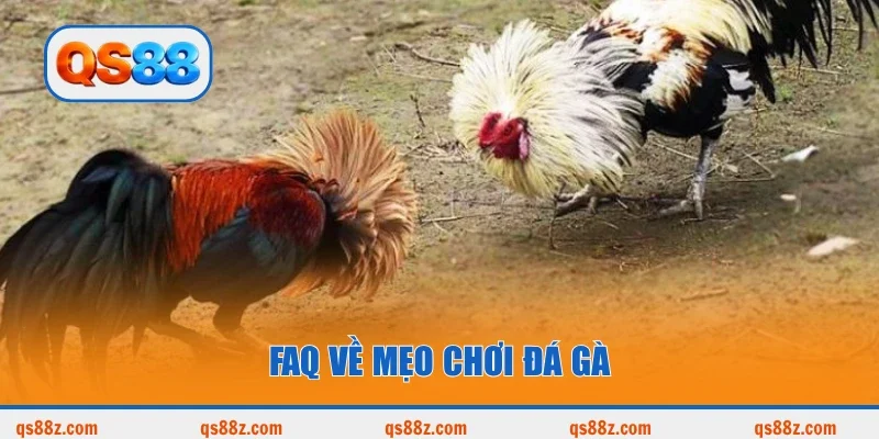 FAQ về mẹo chơi đá gà