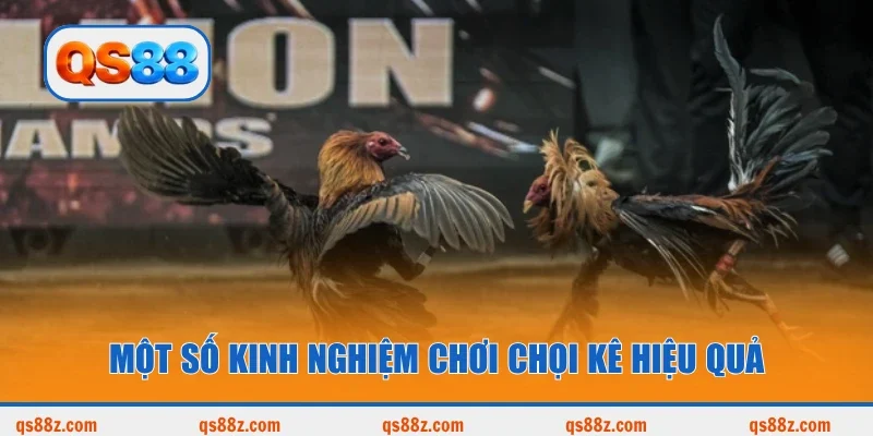 Một số kinh nghiệm chơi chọi kê hiệu quả